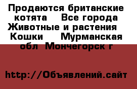 Продаются британские котята  - Все города Животные и растения » Кошки   . Мурманская обл.,Мончегорск г.